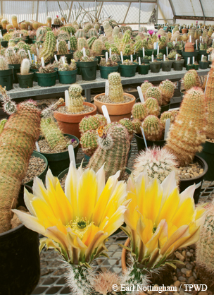 Greenhouse